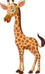 giraffe olm